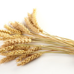 Stalks of wheat ears